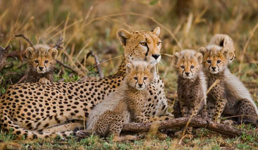 Tanzania - shutterstock 256381822 - verbazingwekkende feiten over de cheetah