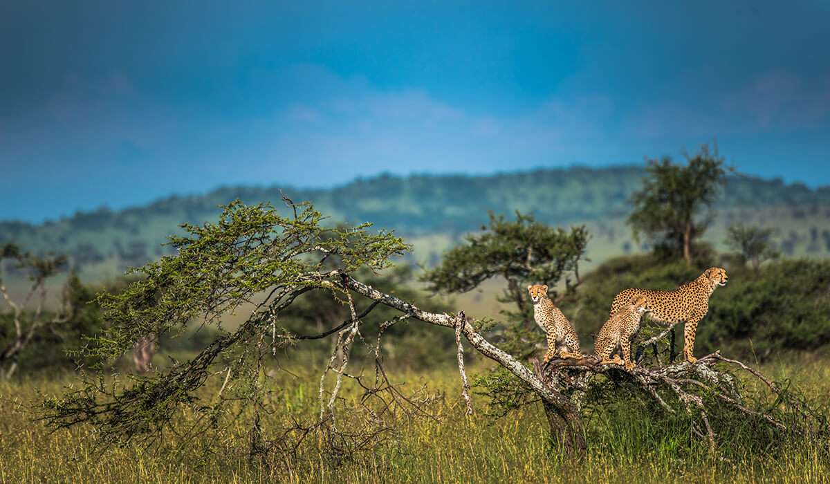 Tanzania - shutterstock 463243523 - why cheetahs don’t roar (and other amazing cheetah facts)