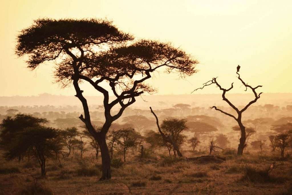 Tanzania - the acacia tree tanzania 1024x683 1 - the three most famous trees in tanzania