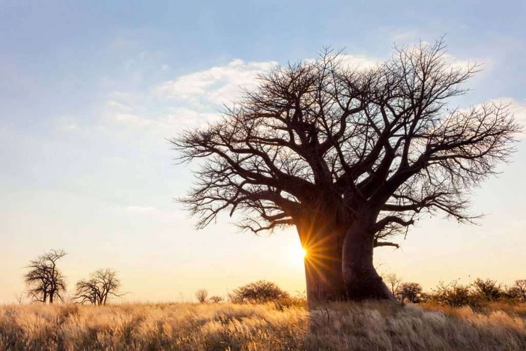 Tanzania - the baobab tree tanzania 1024x683 1 - the three most famous trees in tanzania