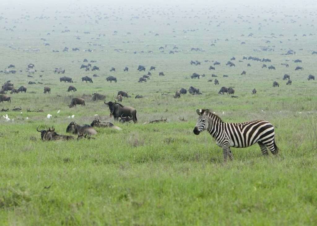 Tanzania - de grote migratie van wildebeesten met zebra's 4 - top 10 feiten over de grote migratie van wildebeesten