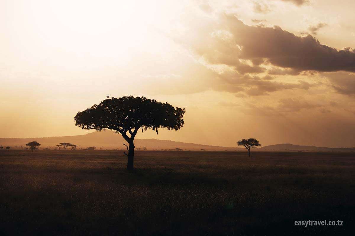 Un paysage serein au coucher du soleil, avec des acacias se découpant sur le ciel. La lumière dorée filtre à travers le bruissement des feuilles, créant une lueur chaleureuse sur la vaste savane, tandis que les nuages se dispersent à l'horizon, ajoutant de la profondeur au paysage. - Easy Travel Tanzania
