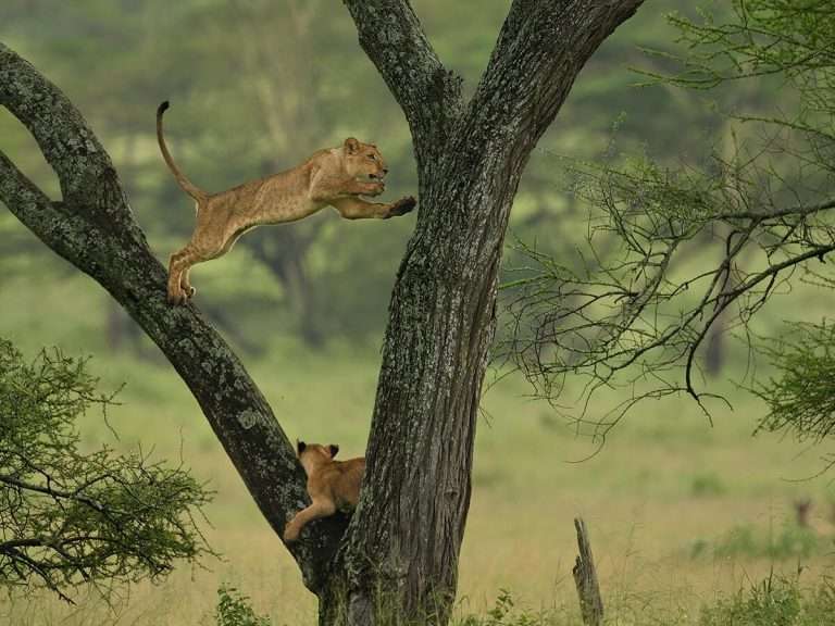 Tansania - was sehe ich auf einer safari in tansania - blog | tanzania safari