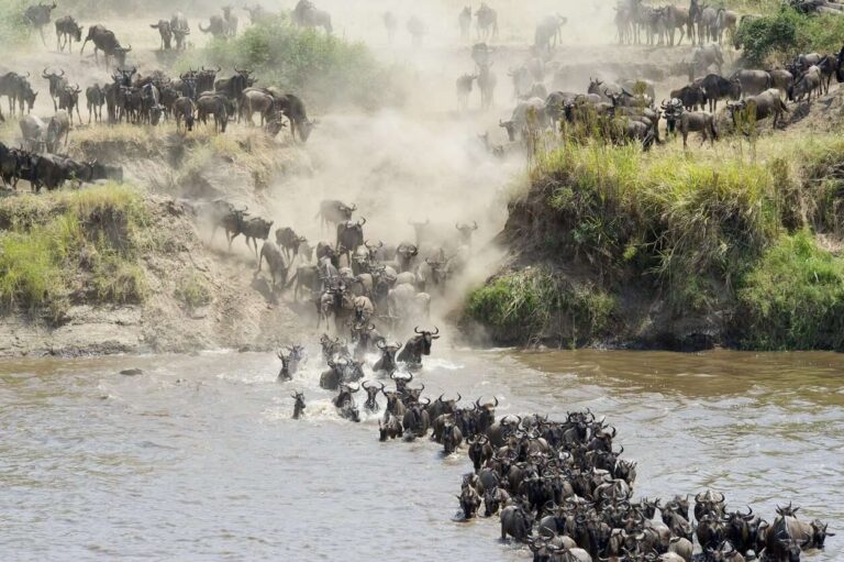 Een grote kudde gnoes steekt tijdens de trek een rivier over, wat zorgt voor spetters in het water. Stof kringelt op van de droge oever en grassen bedekken de steile hellingen. De scène legt de chaotische energie van de massale gnoesbeweging vast. - Easy Travel Tanzania