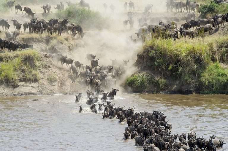 Tanzania - wildebeest crossing river in tanzania - blog | tanzania safari