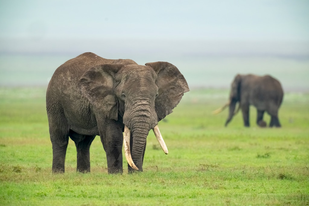 Olifant in de ngorongorokrater Tanzania.