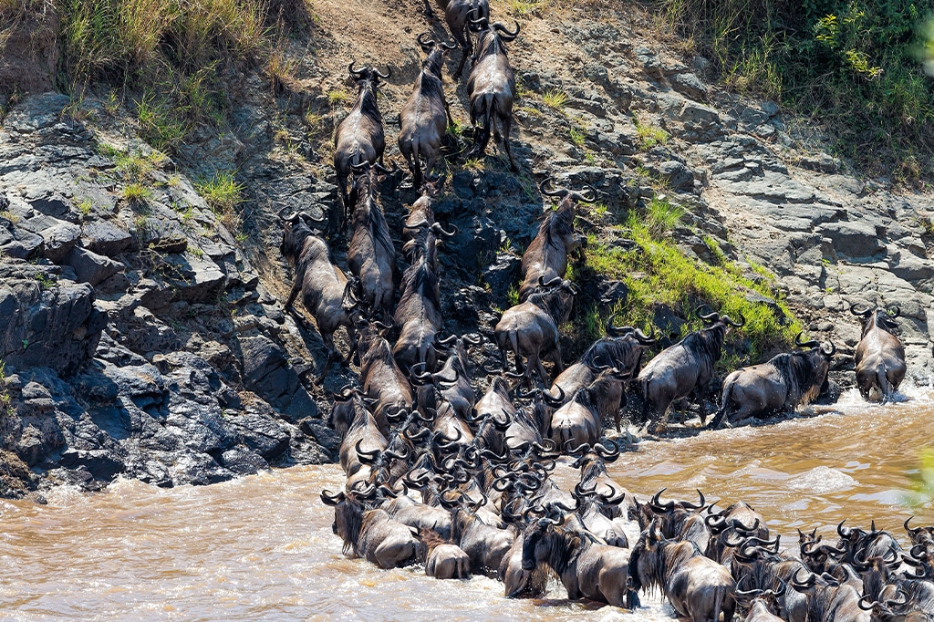 一群角马穿过坦桑尼亚的岩石河岸，它们爬上斜坡，而有些则留在水中。这幅画面捕捉到了它们的运动和自然迁徙行为。——坦桑尼亚轻松旅行