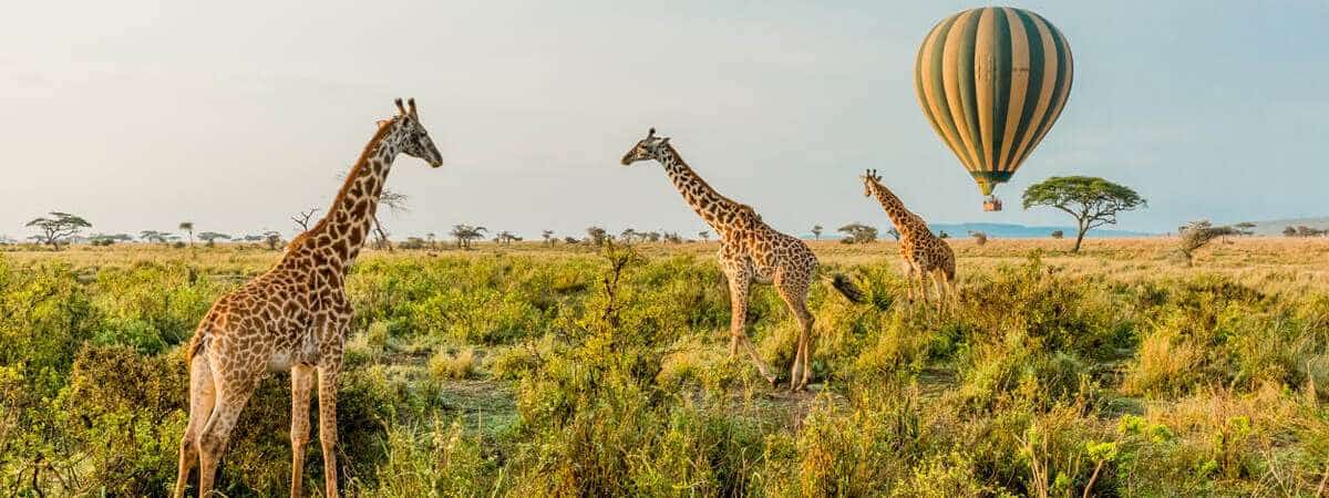 Tanzania - giraffe - How many animals in the Serengeti?