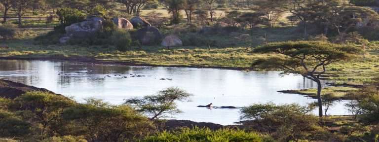 Tanzanie - hippo bond serengeti - blog | Tanzanie