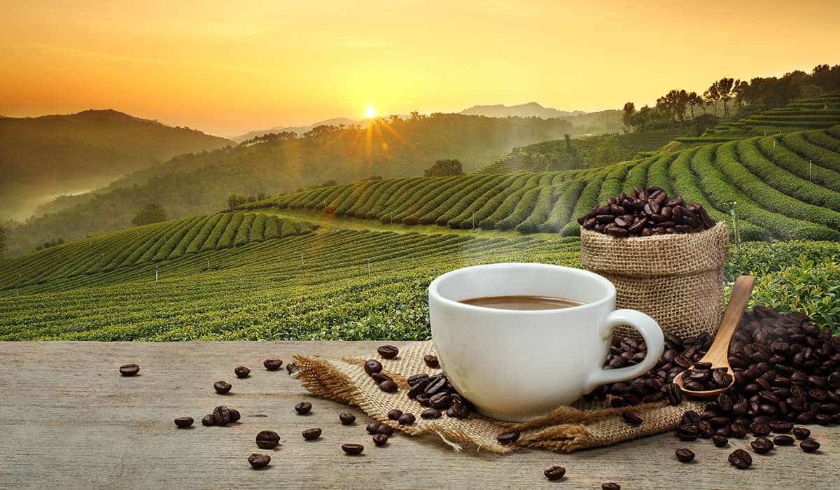 Tanzania - shutterstock 524061637 - why tanzanian coffee is the best in the world