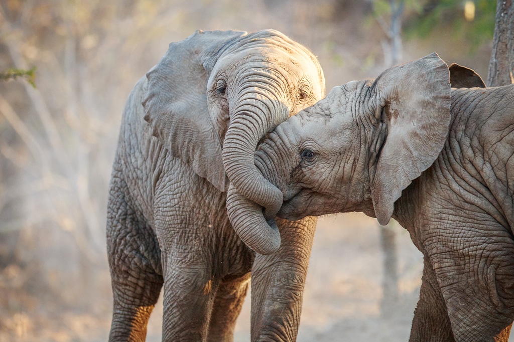 Elefantes bebés abrazándose unos a otros en Tanzania.