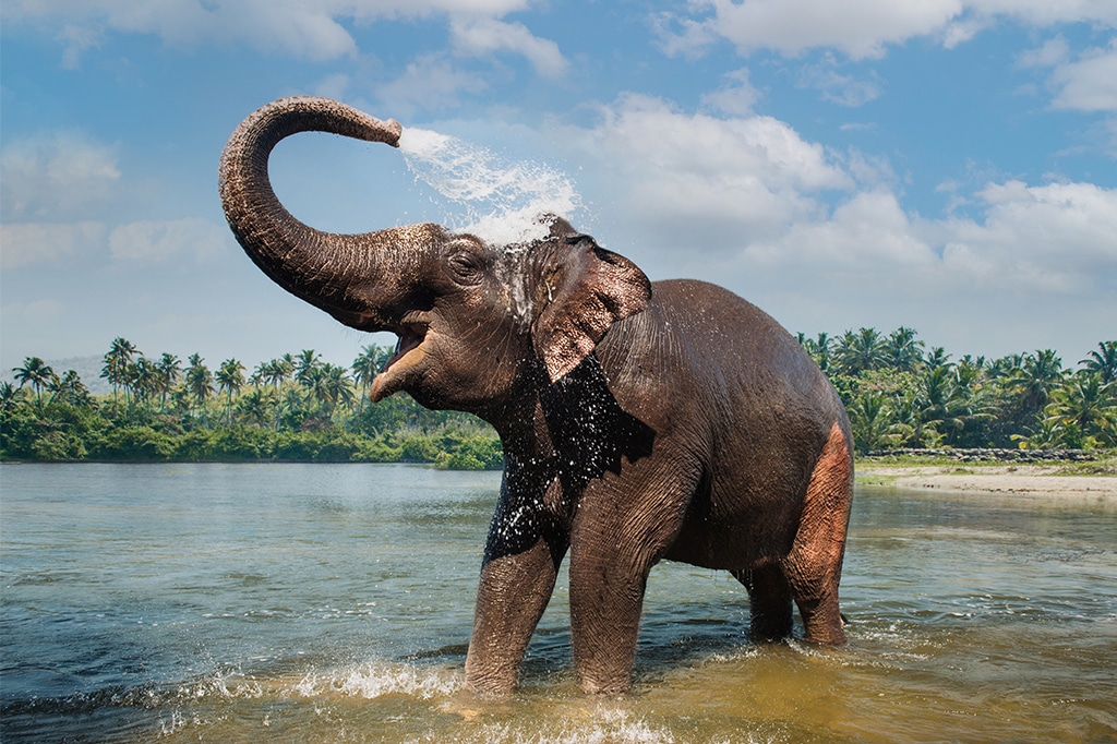 Elefante lavándose y salpicando agua a través de su trompa en el río Periyar, India
