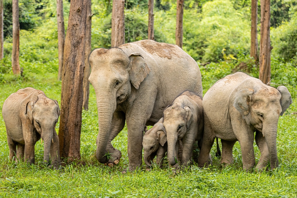 Manada de elefantes asiáticos en la Reserva de Tigres de Bandipur, India