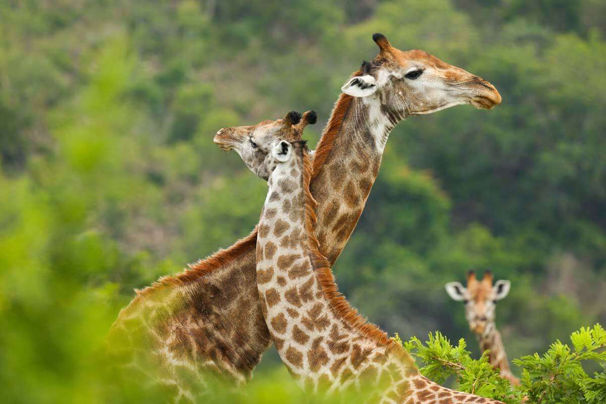 Tanzania - fem saker 1 - 5 saker du aldrig visste om giraffer