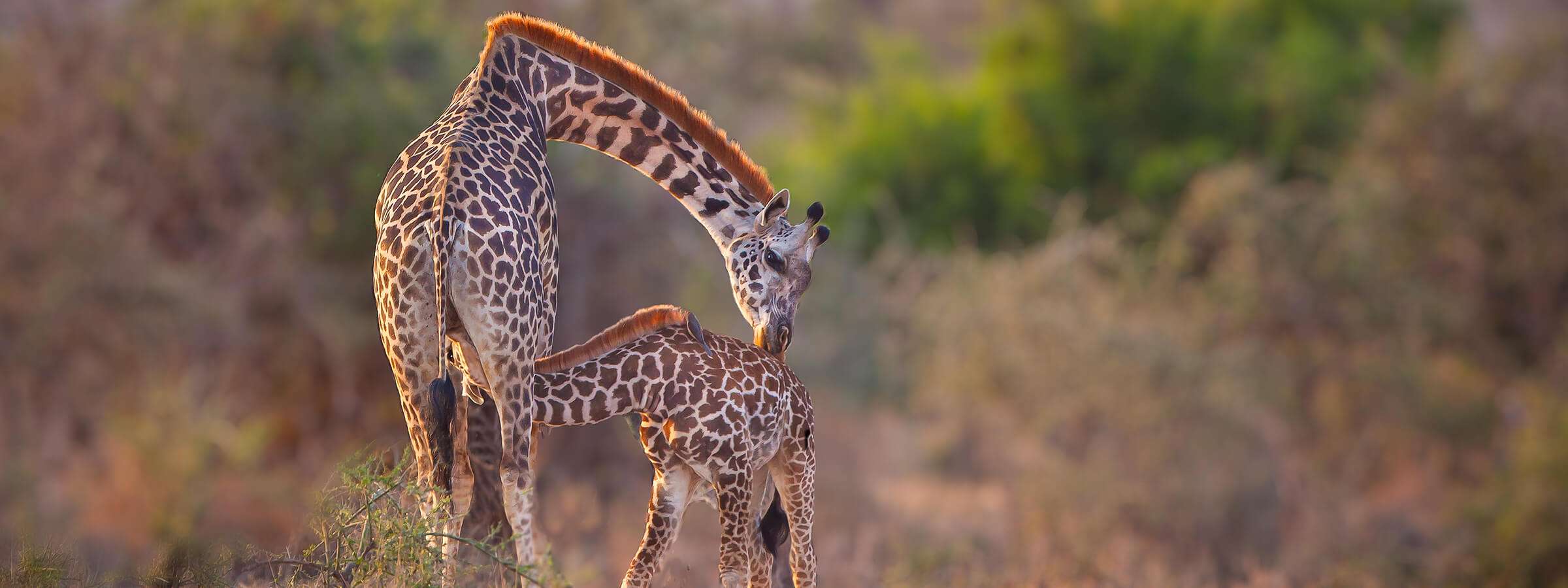 Tanzania - fem saker inlägg 1 - 5 saker du aldrig visste om giraffer