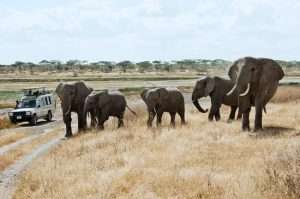 Tanzania - 1 23 - safari de campamento de luna de miel económico