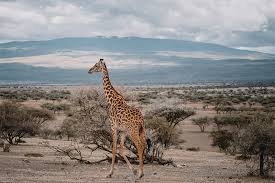 Tanzania - 13 6 - luxurious tanzania safari