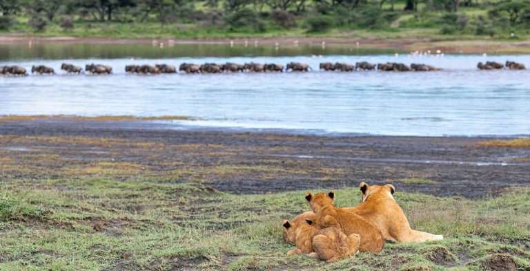 Leones observando animales en el agua