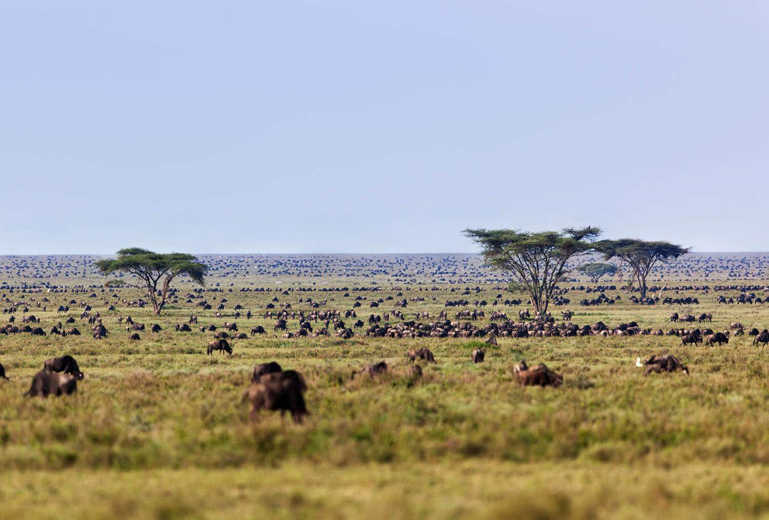 Wildebeests in open plains