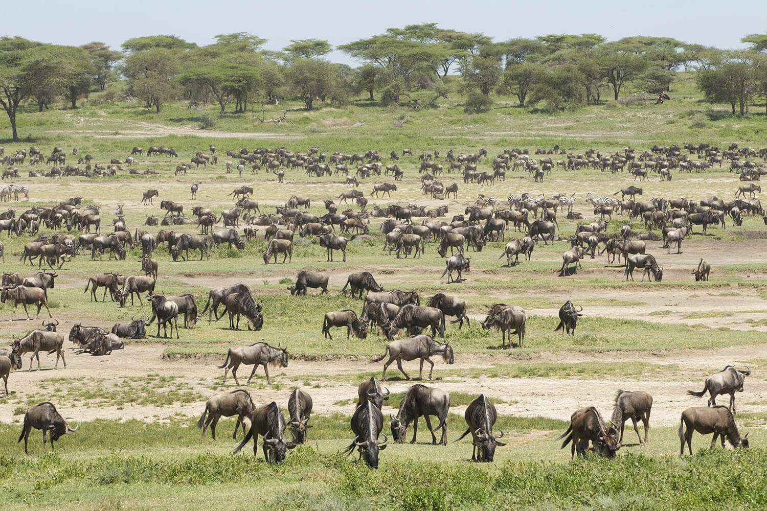 Wildebeest in plains