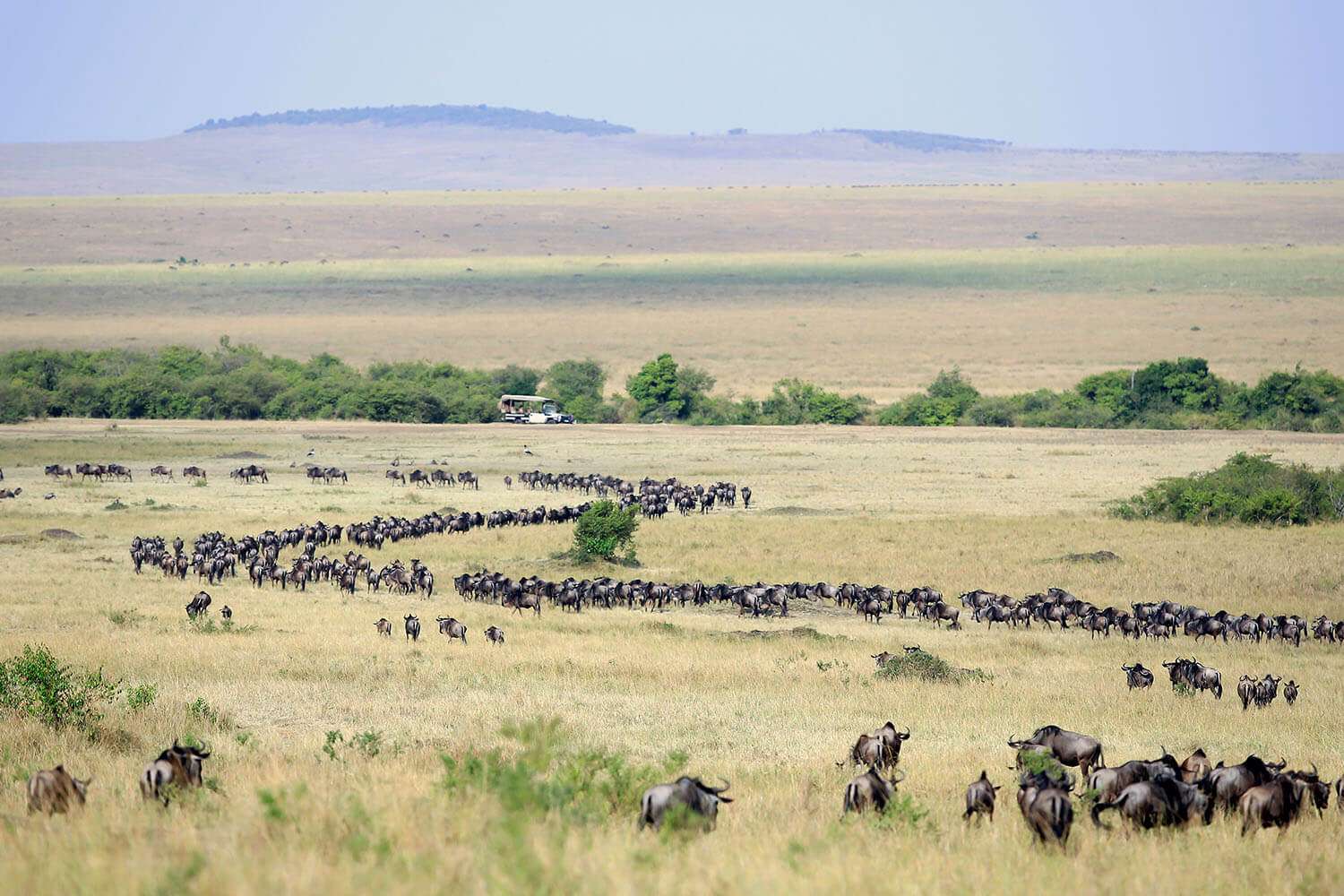 Great migration