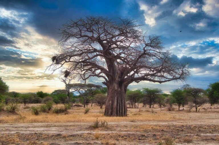 Tree baobab