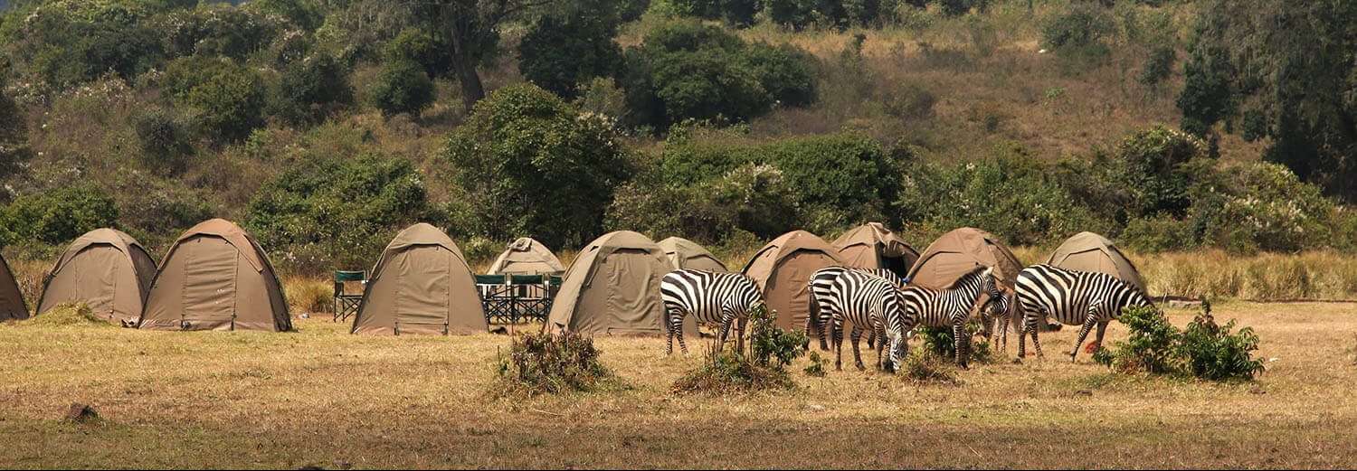 Tents with zebras