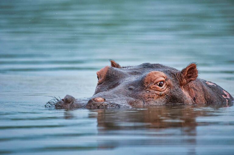 hipopótamo en agua