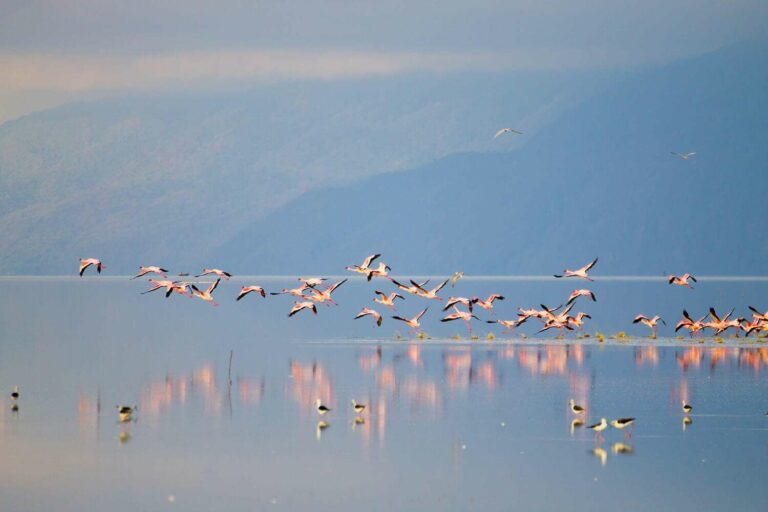 Flamingos on water