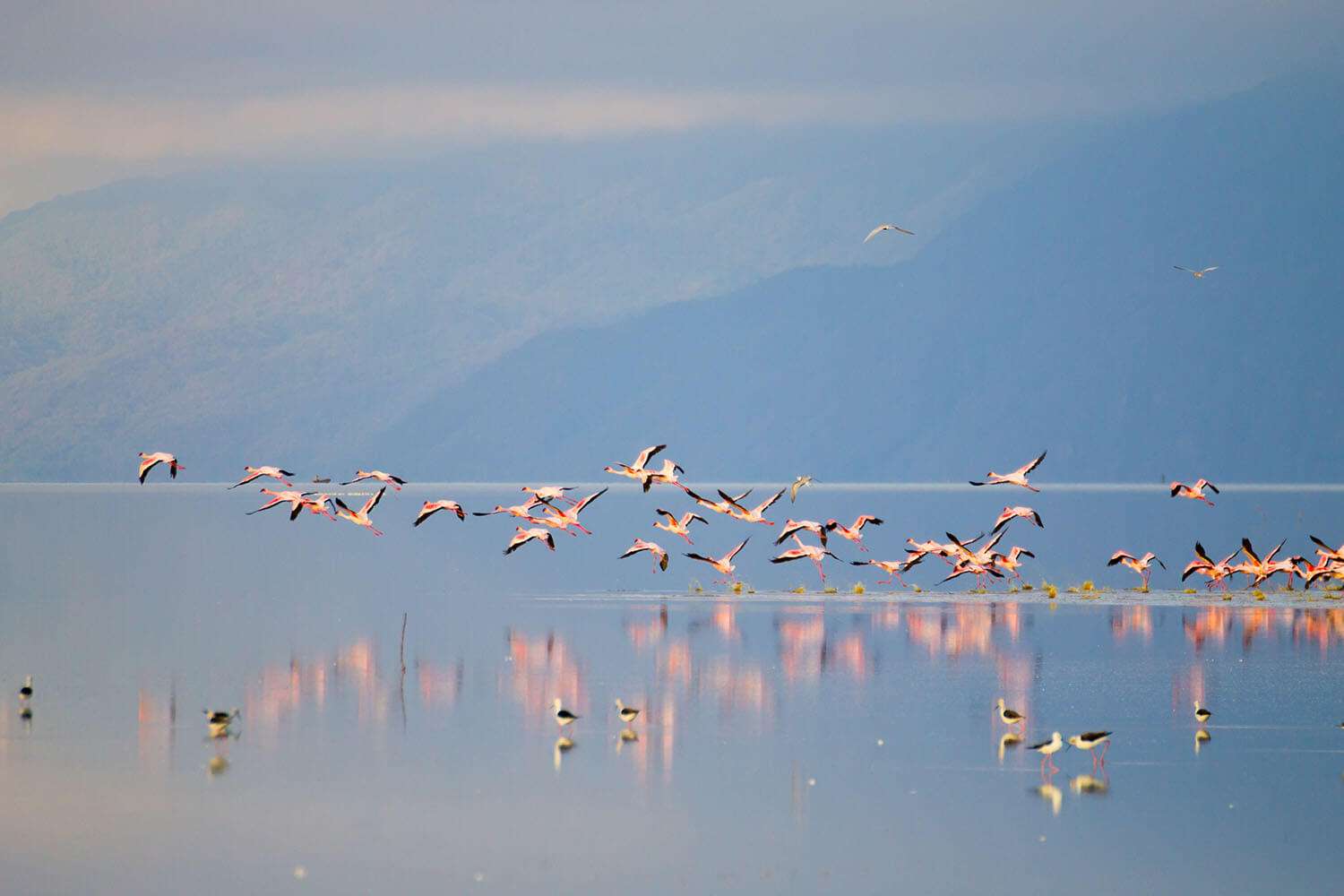 Flamingos on water