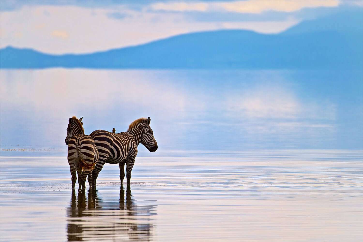 Zebra stand in water