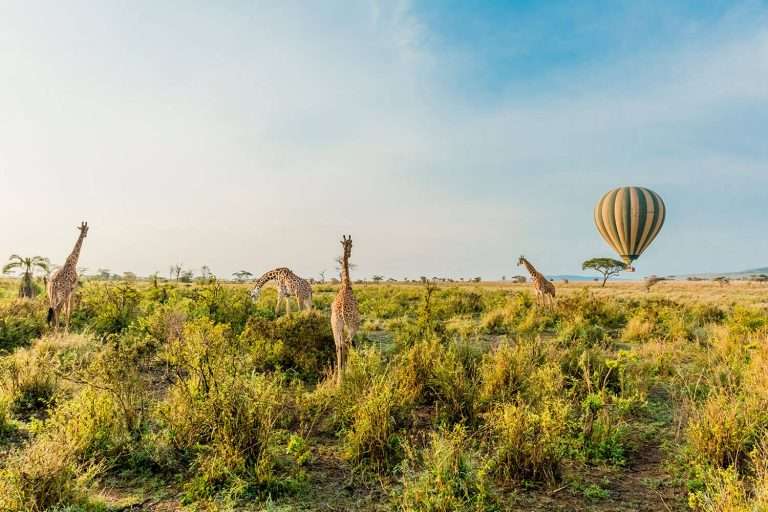 Giraffes with hot air balloon