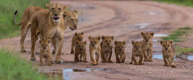 Pack of lion with cubs