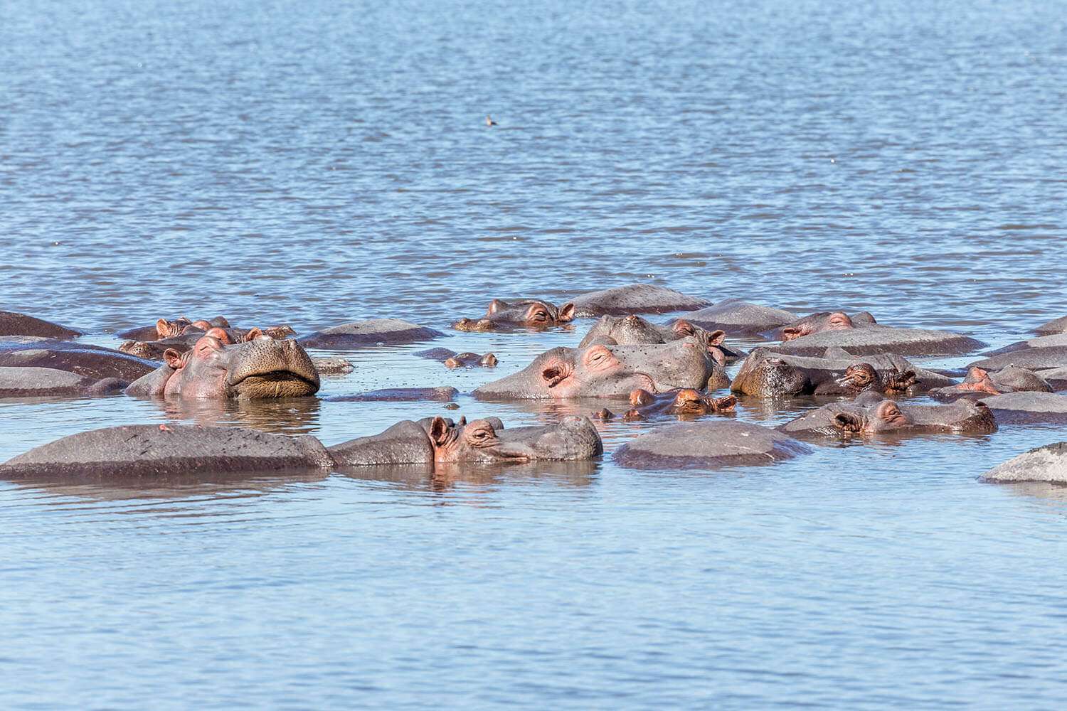 Nijlpaarden in het water