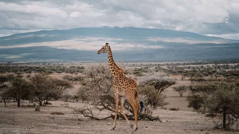 Giraffe in plains