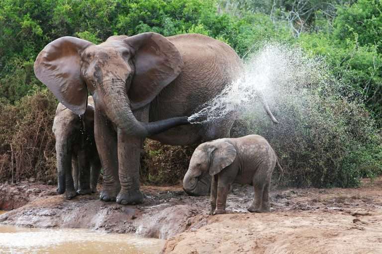 Elefant, der Wasser auf Junge sprüht