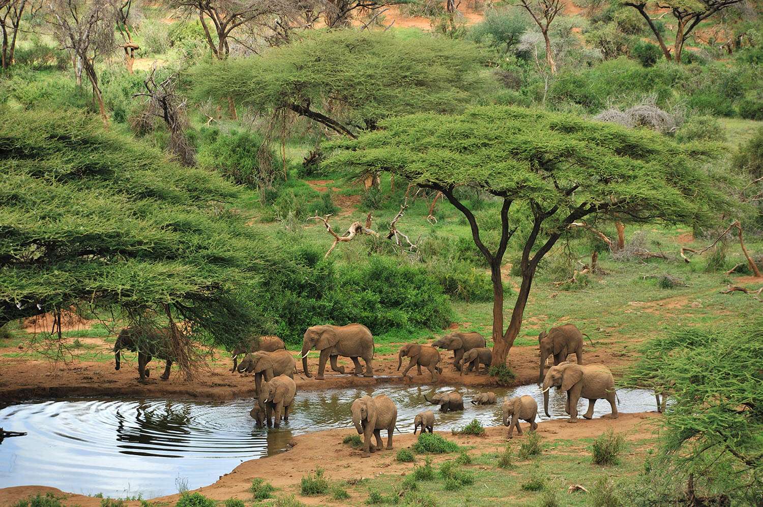 Elephants by water