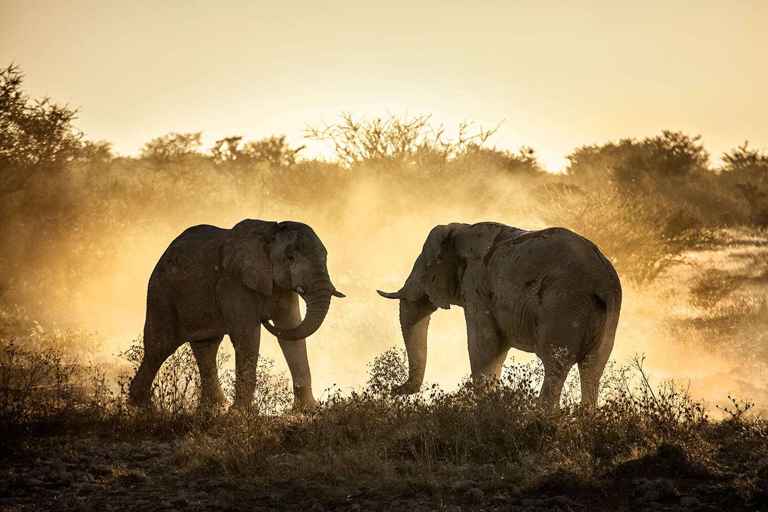 2 elephants fighting