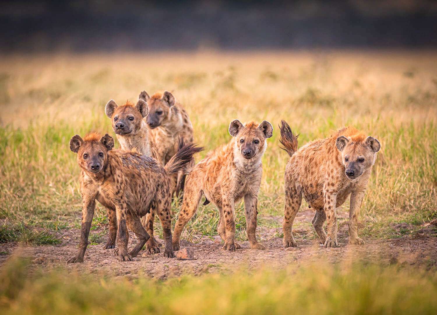 Pack of hyenas