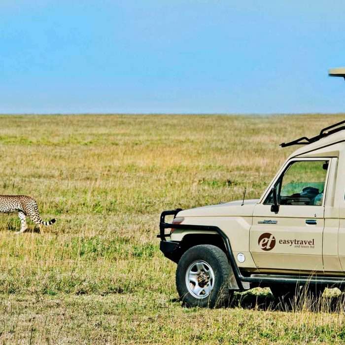 Vehicle watching cheetah