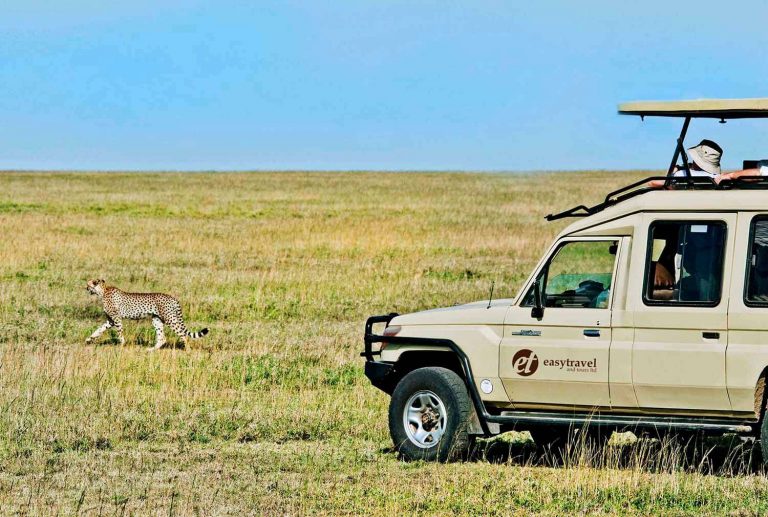Vehicle watching cheetah