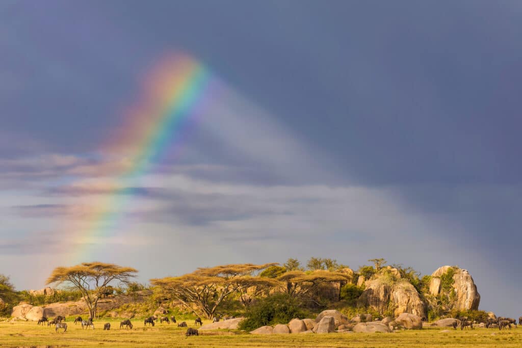 坦桑尼亚塞伦盖蒂国家公园的布切尔斑马和彩虹