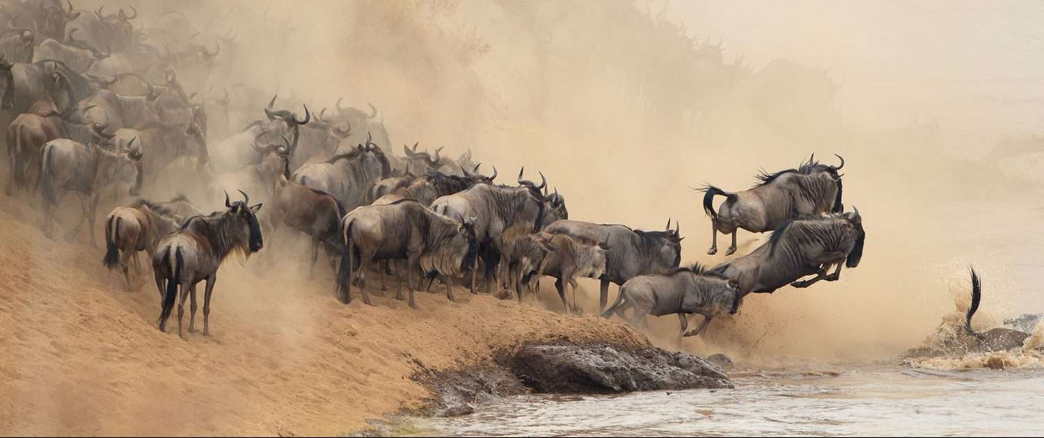 Wildebeest jumping into water