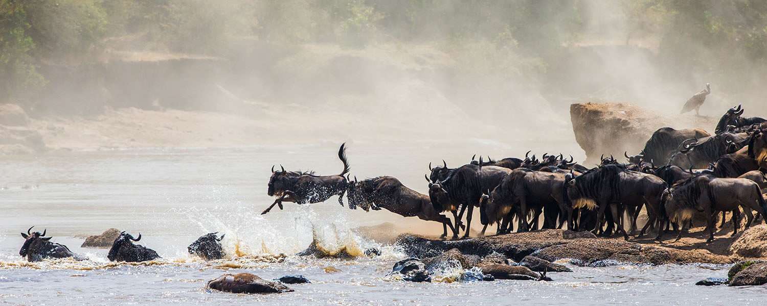 Wildebeest jumping in water