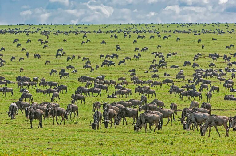 Wildebeest in open plain