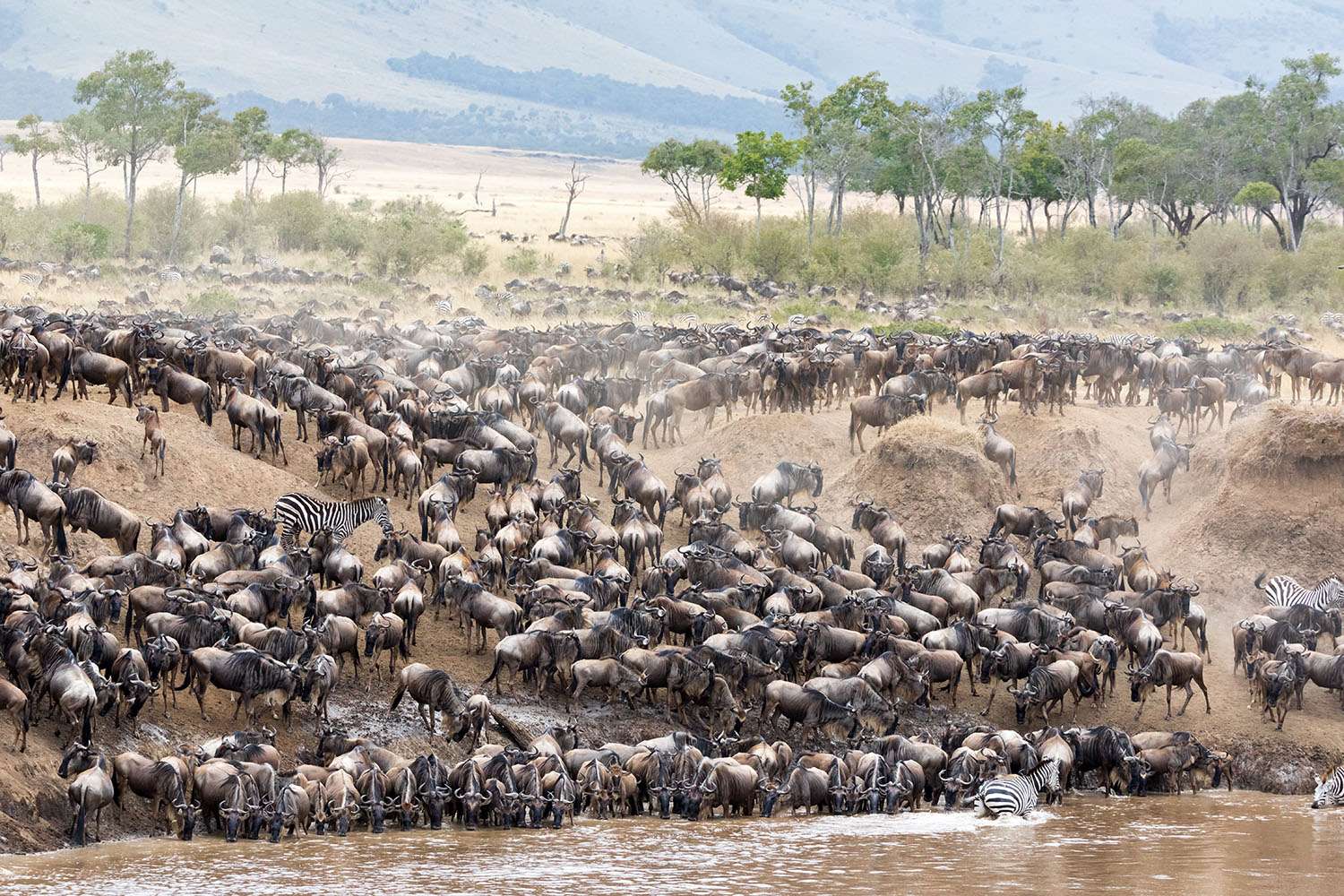 Wildebeests river crossing