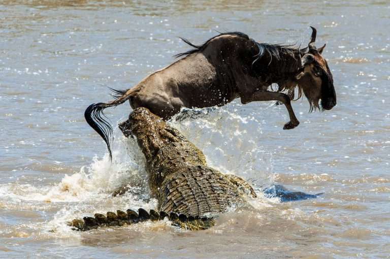 Krokodil gegen Gnus