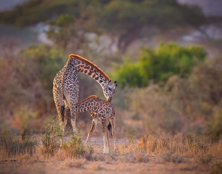 Giraffa con vitello