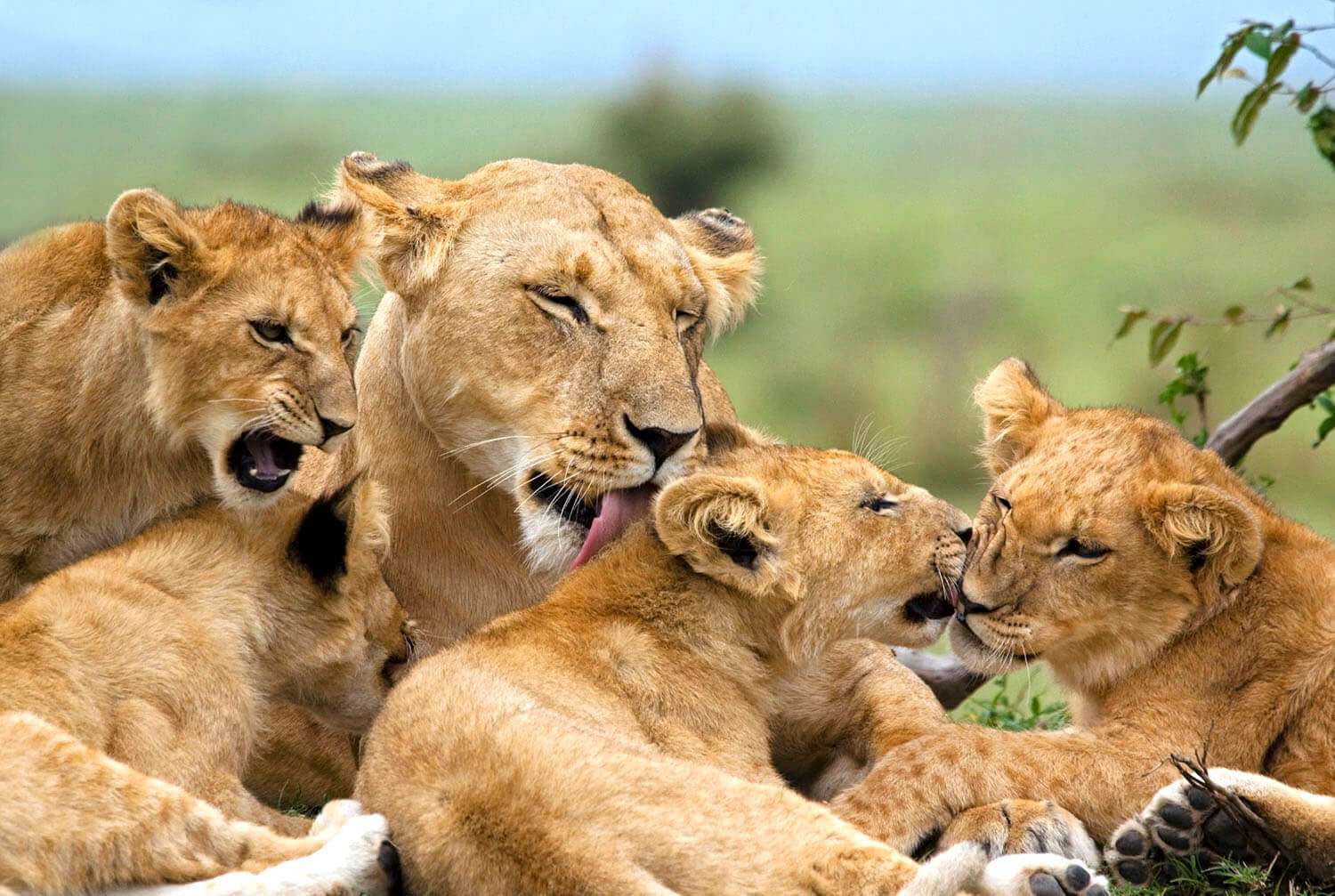 Lions licking