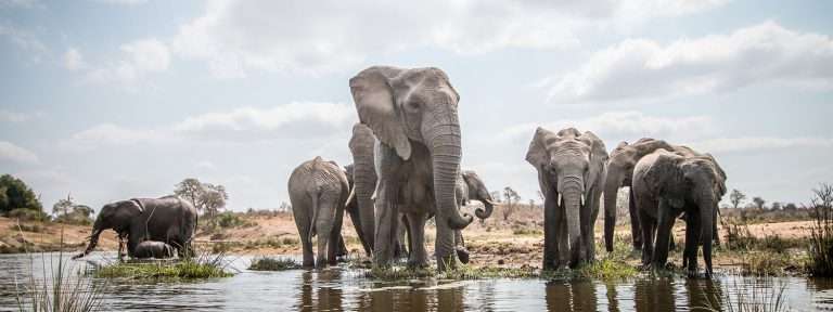 Drinking elephants